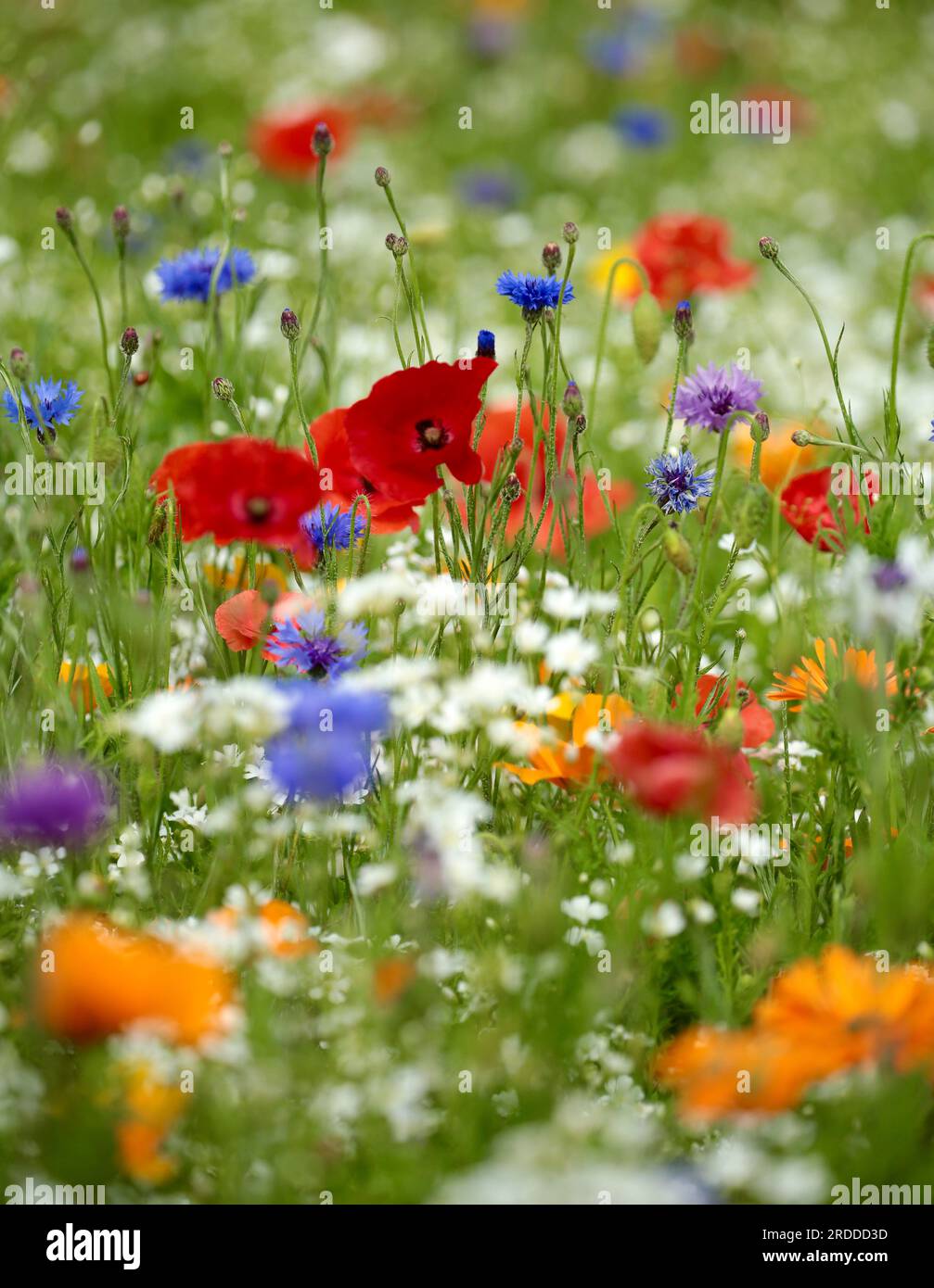 wild flower meadow with poppies Stock Photo - Alamy