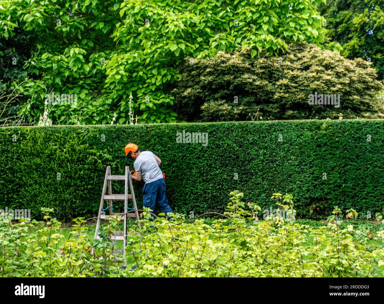 A man in protective headgear, including ear defenders, face shield  and visor, strimming a long hedge in Dublin, Ireland. Stock Photo