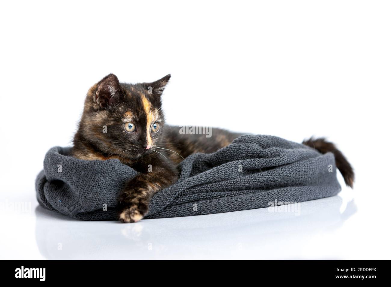 A reclining, colorful tortoiseshell cat lies in a scarf and looks to the right, carefully observing. Stock Photo