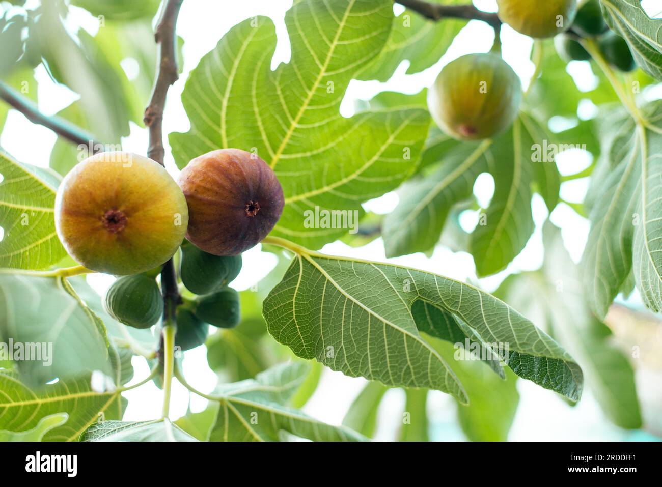yellow ripe figs on a tree branch. Stock Photo