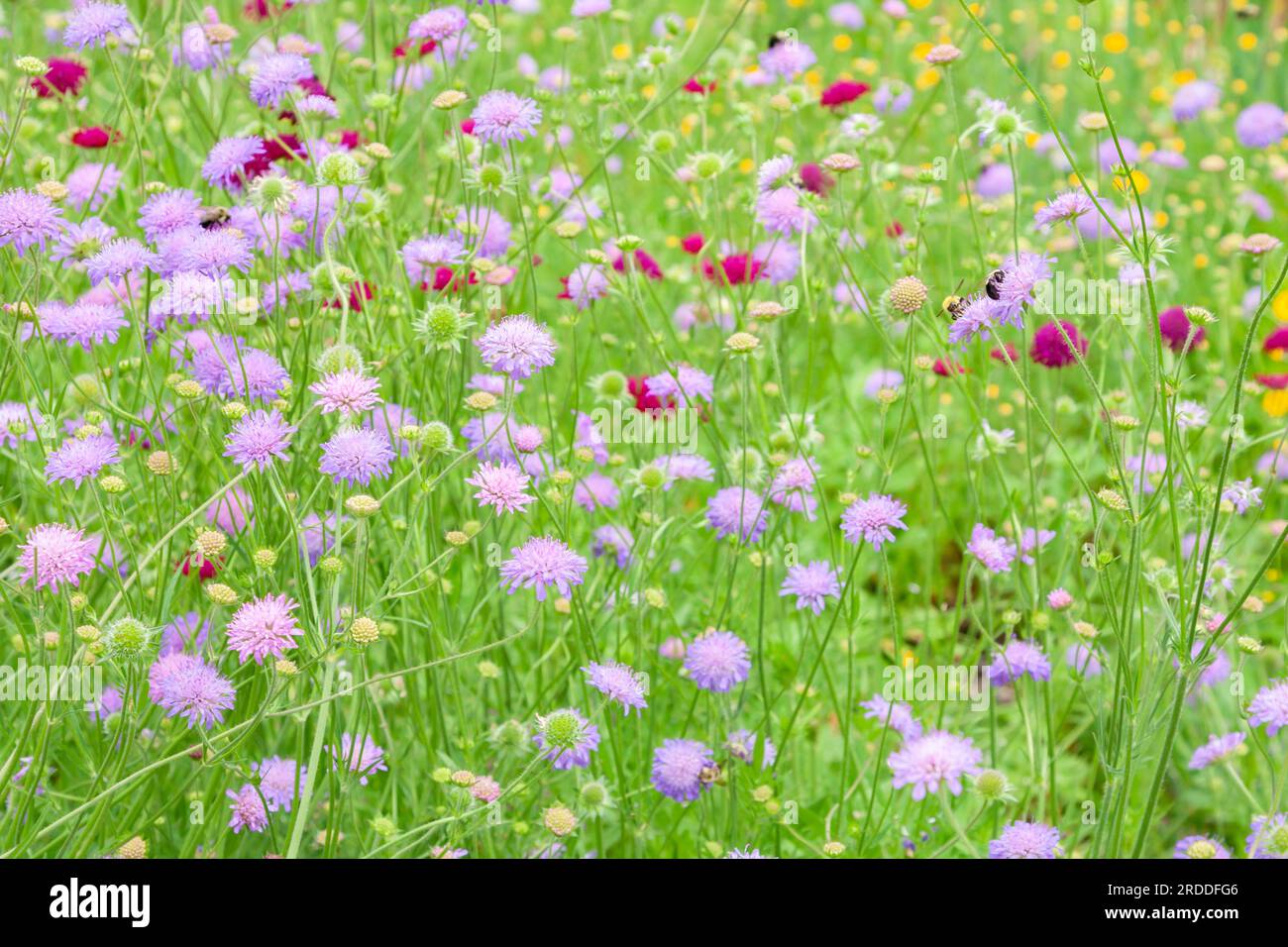 Field Scabious also known as a pincushion flower is a herbacious perennial in the honeysuckle family. Stock Photo