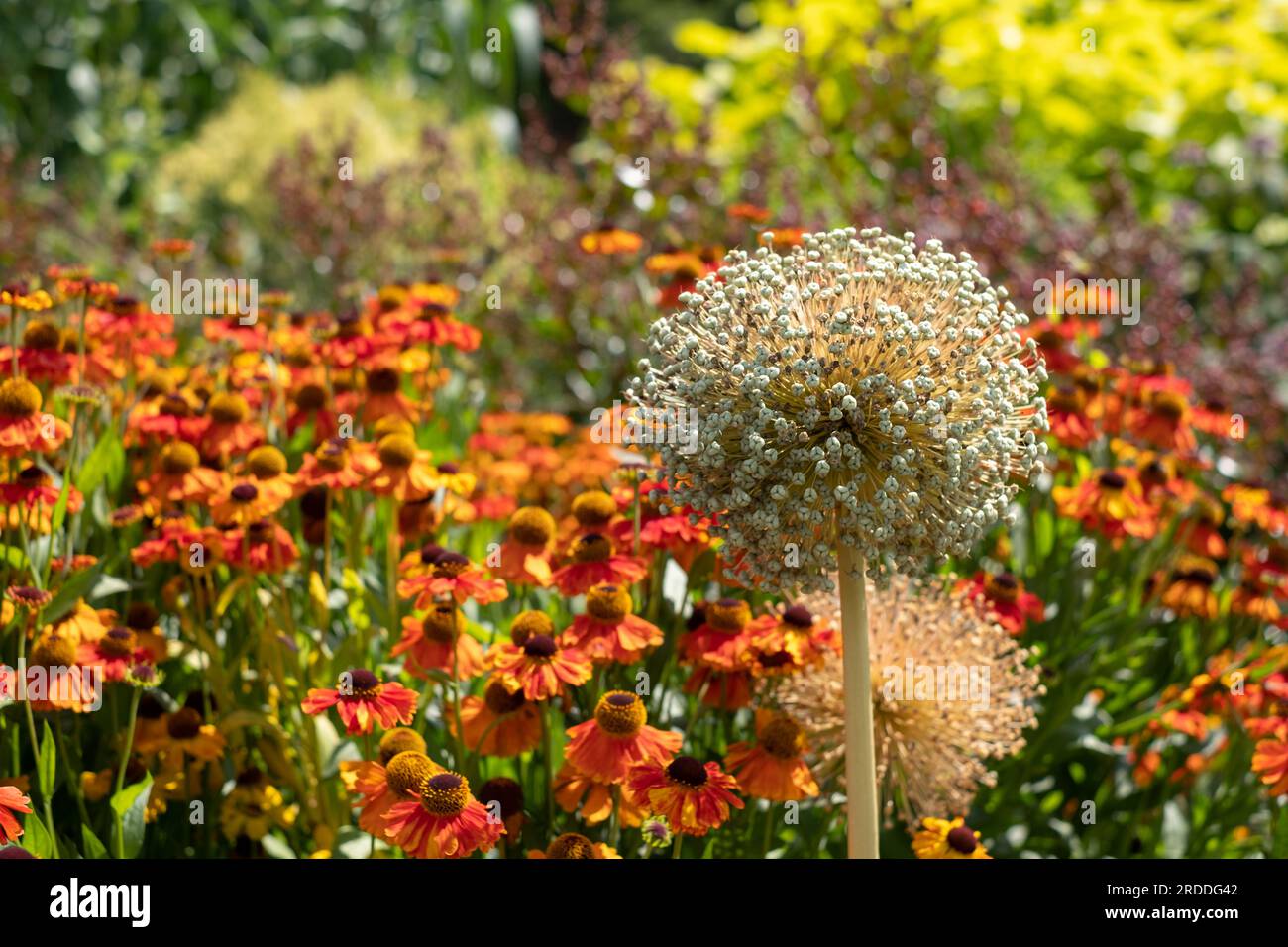 Dead, dried and decayed spring flowering Allium seed heads
