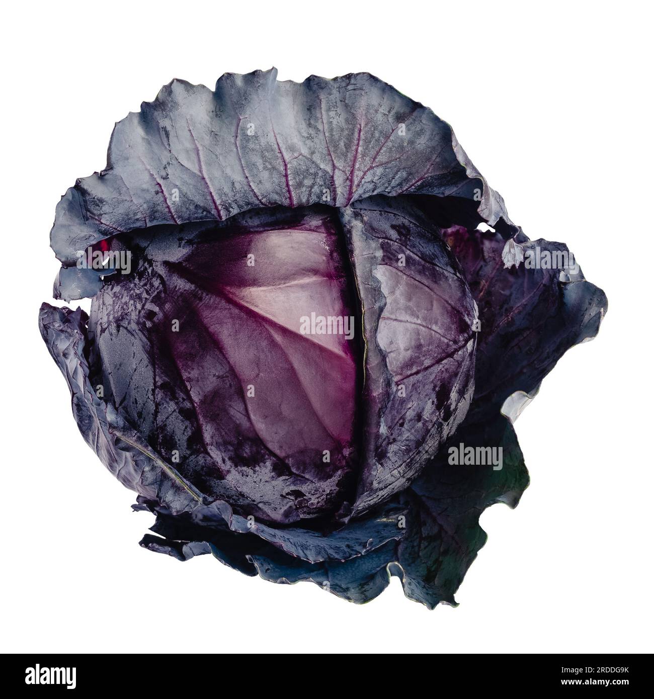 Whole Red Cabbage on a White Background: Purple cabbage isolated on a solid background Stock Photo