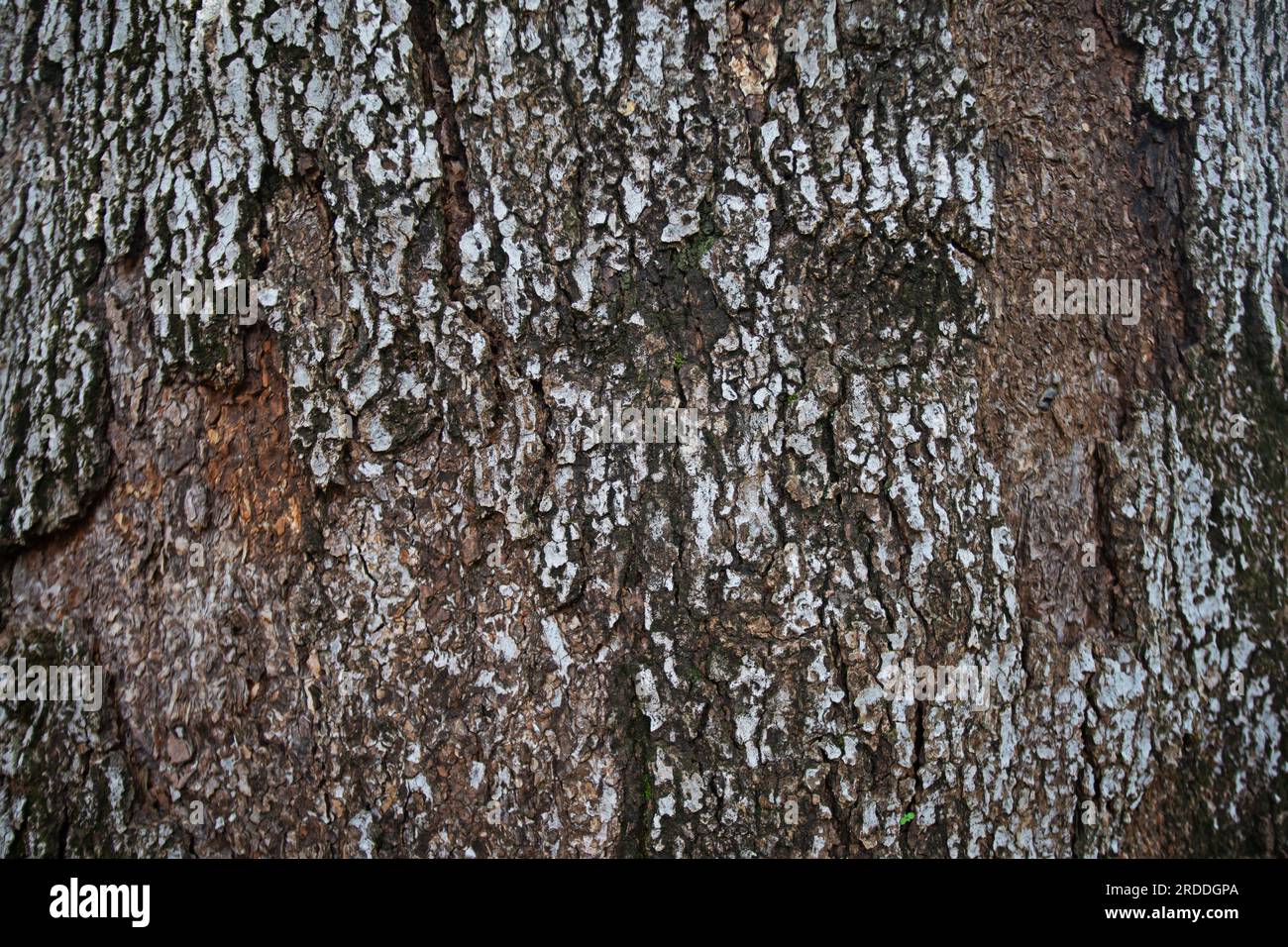 The brown bark texture represents old age. Stock Photo