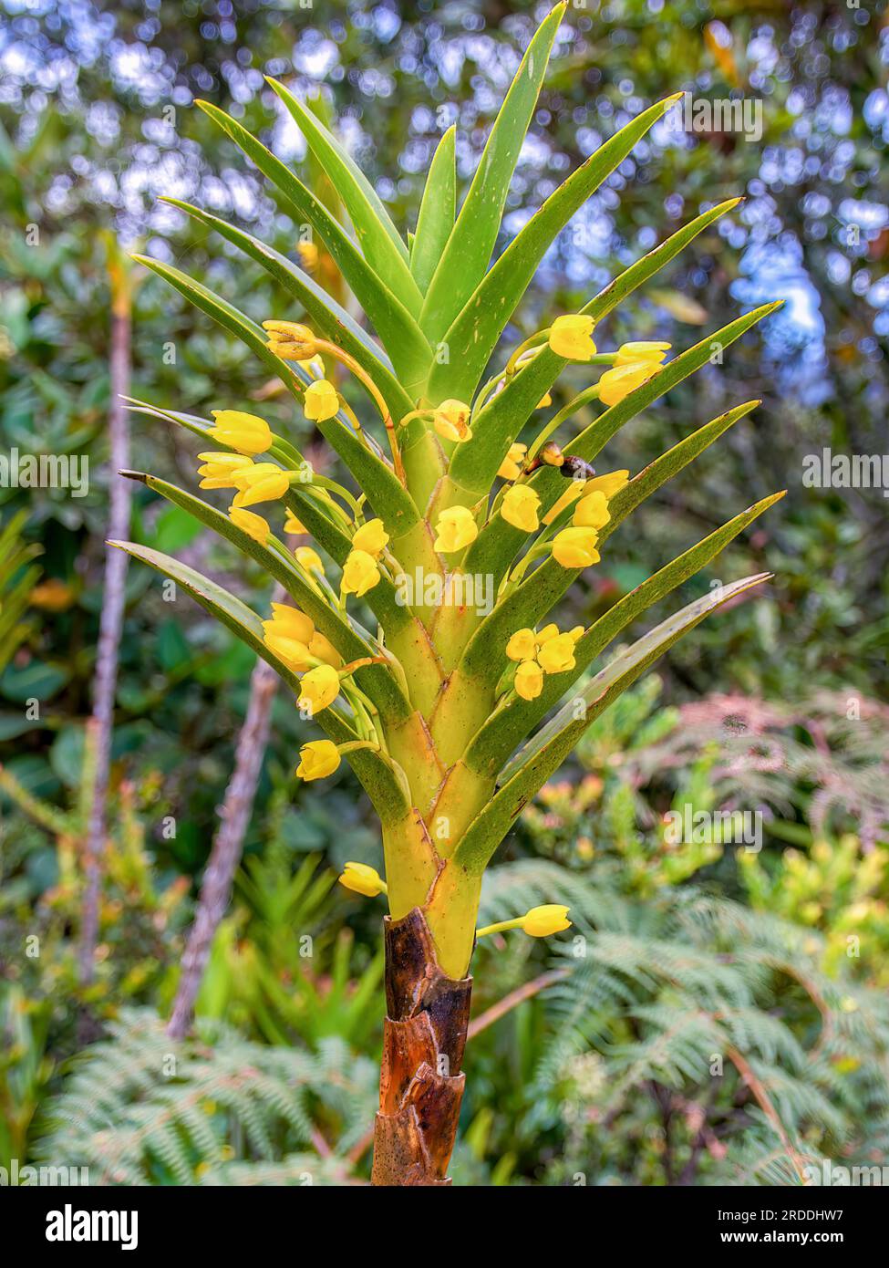 An exotic maxillaria aurea plant in bloom, captured at the highlands of the eastern Andean mountains of Colombia near the town of Arcabuco. Stock Photo
