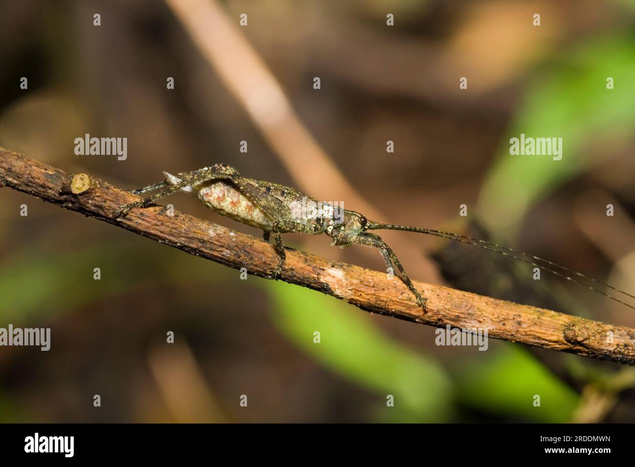 Brown Bush Cricket at night in the rainforest, Ecuador Stock Photo