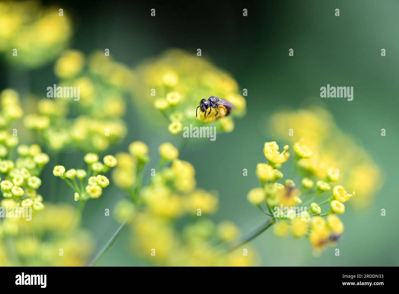 Dill Anethum graveolens flower in yellow umbels Stock Photo