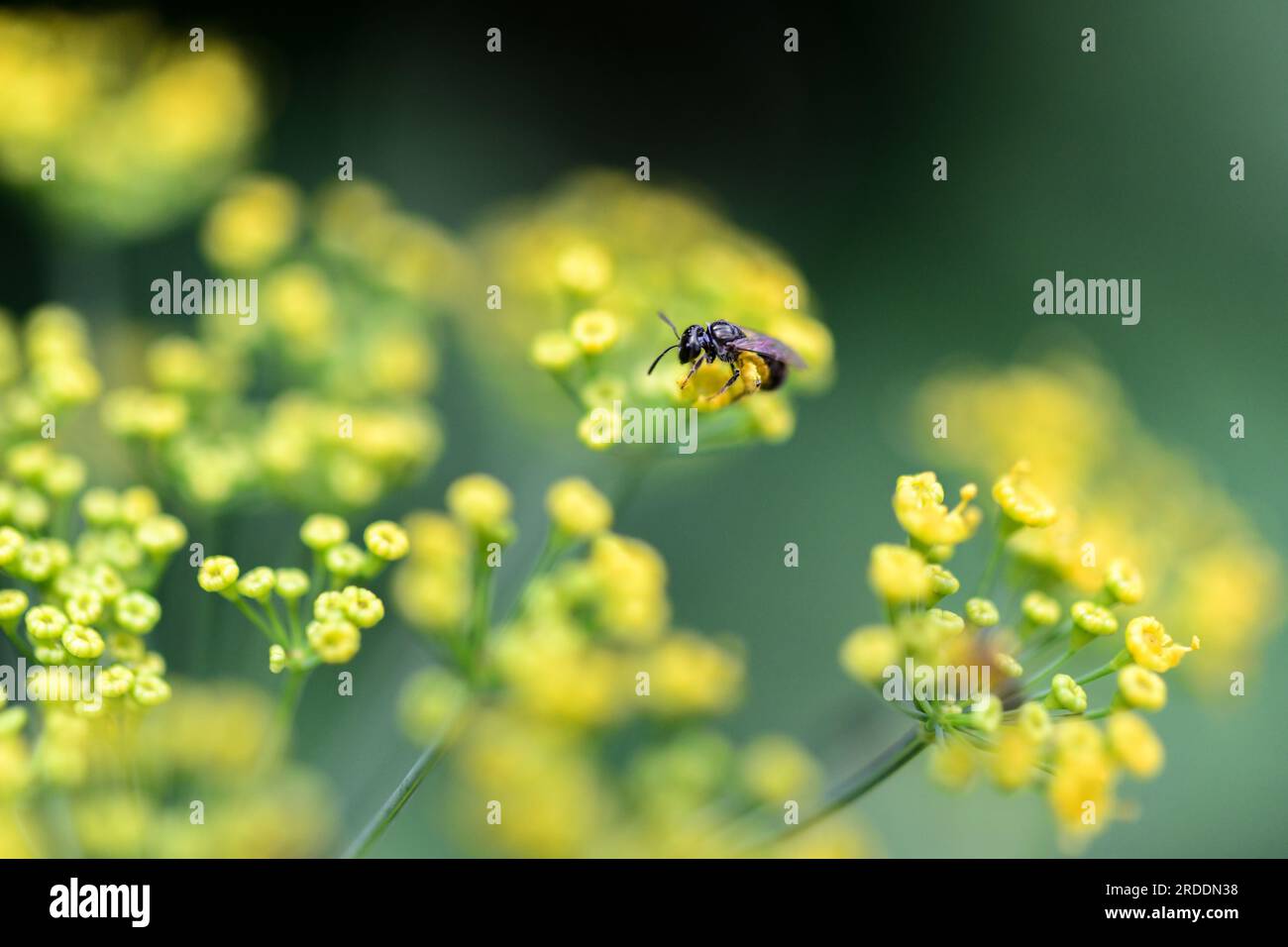 Dill Anethum graveolens flower in yellow umbels Stock Photo