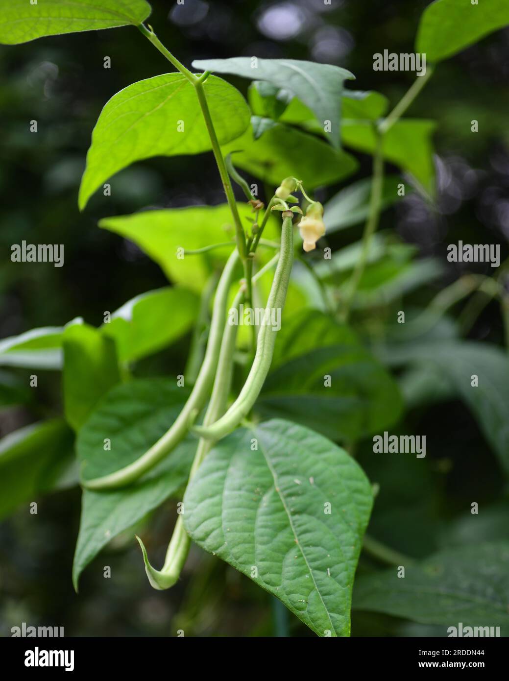 Haricot vert in garden hires stock photography and images Alamy