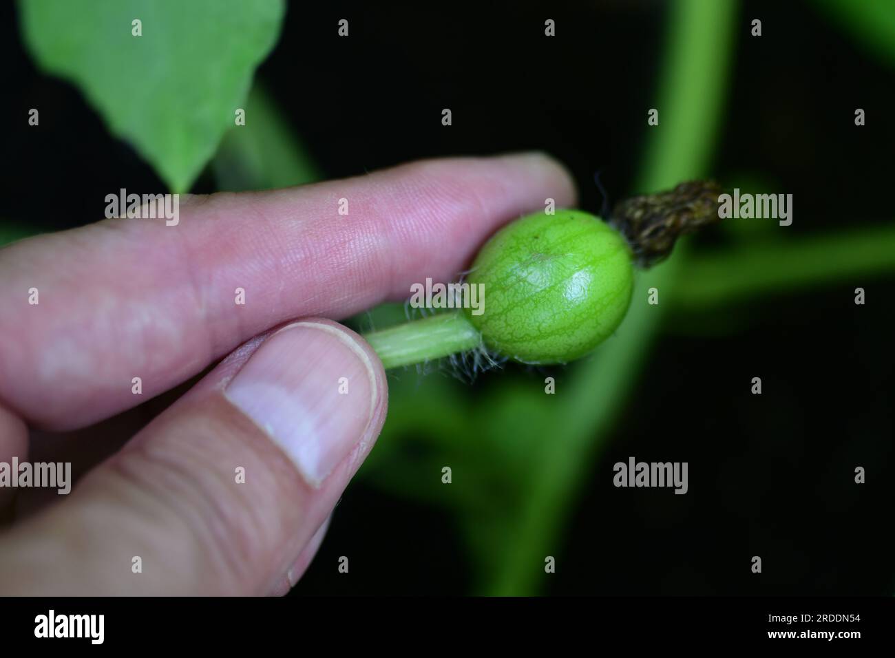 Watermelon flower baby watermelon watermelon setting fruit female