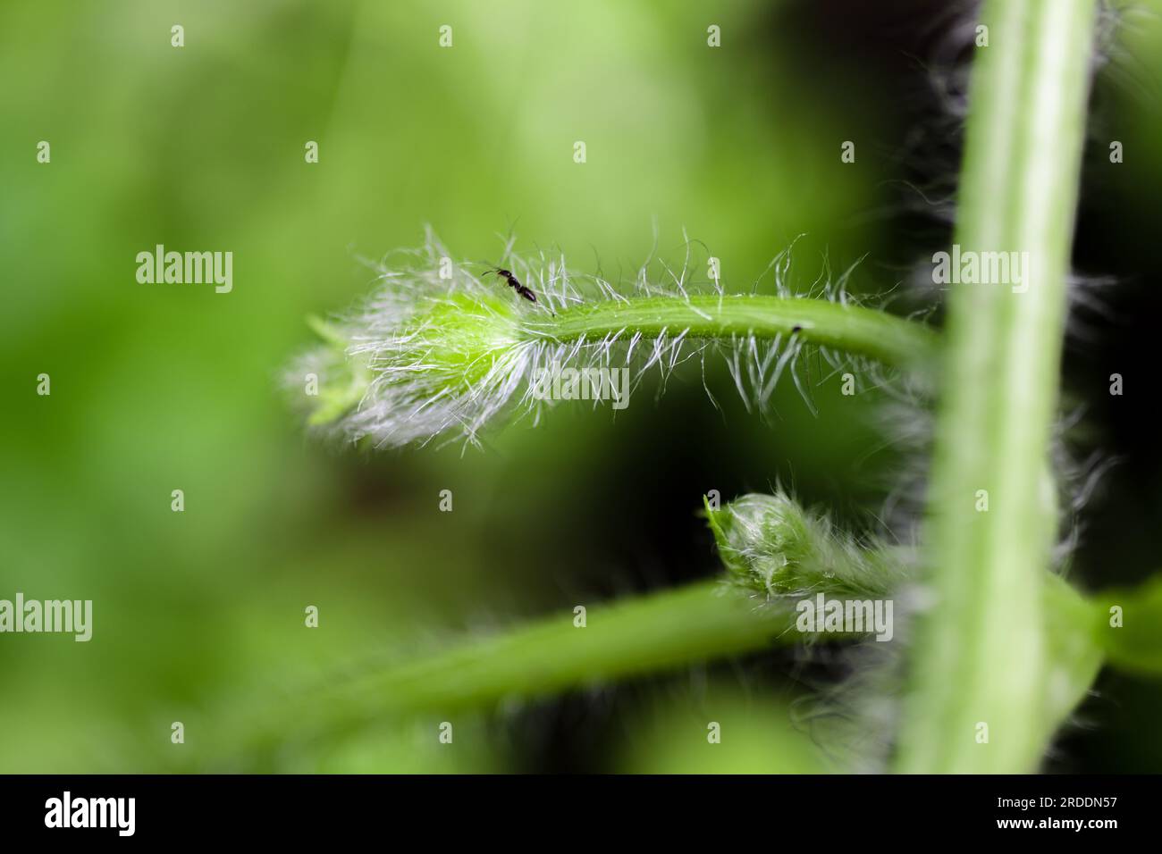 Watermelon flower baby watermelon watermelon setting fruit female