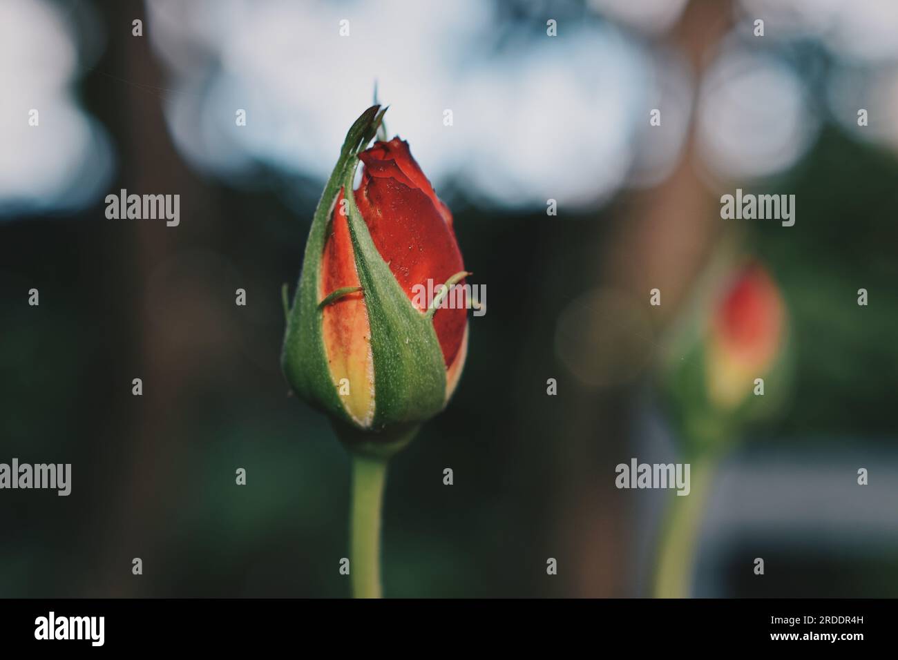 Closeup of rose blooming Stock Photo