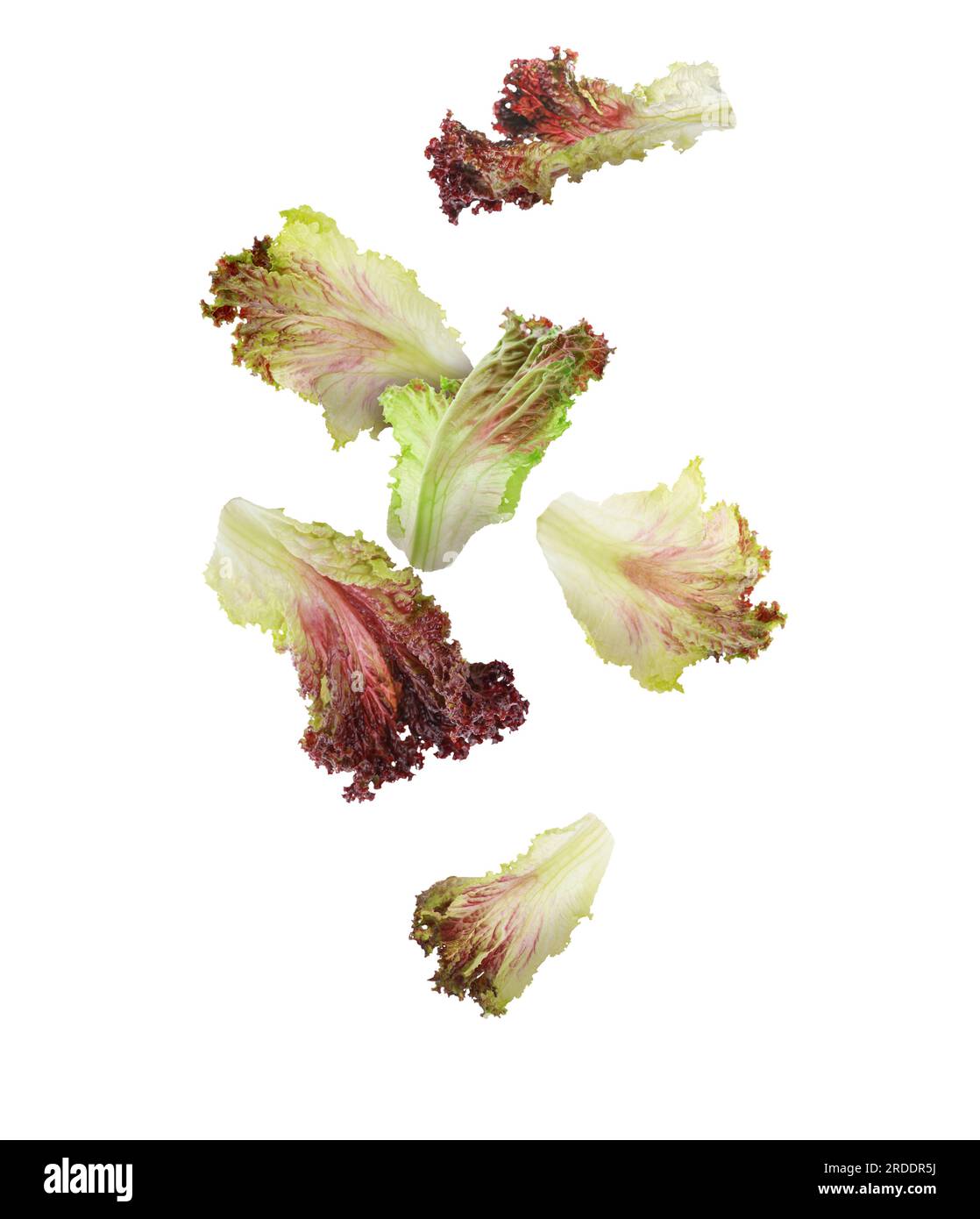 Many oakleaf lettuce leaves falling on white background Stock Photo