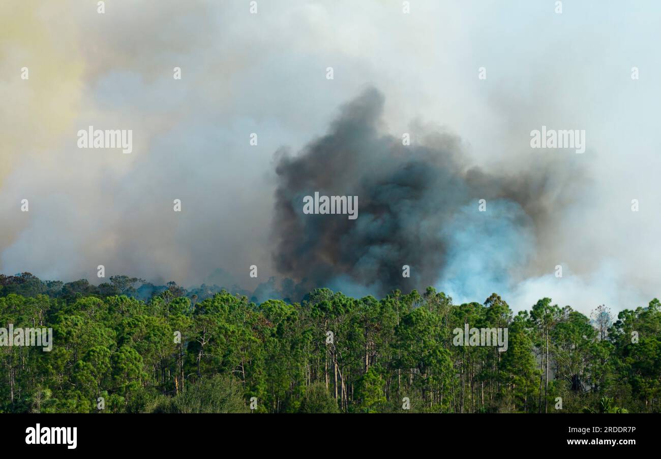 Dangerous wildfire burning severely in Florida jungle woods. Hot flames