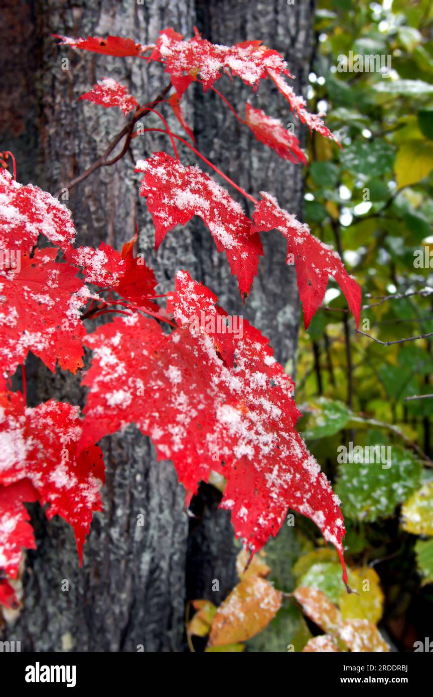 Red Maple leaves catch the first snowfall in the Upper Peninsula