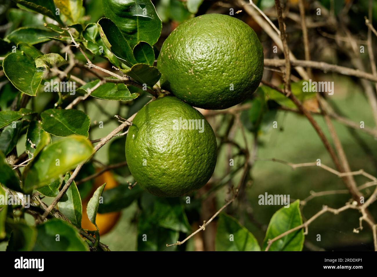 2 Unripe Lemons hanging from a Lemon Tree Stock Photo