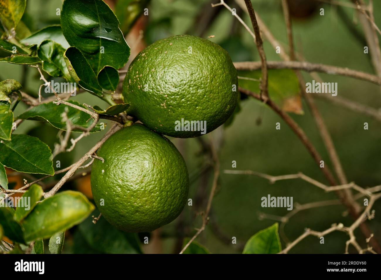 2 Unripe Lemons hanging from a Lemon Tree Stock Photo