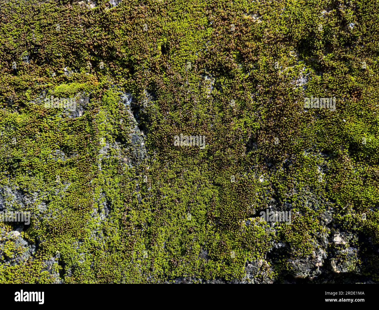 stone wall covered with moss Stock Photo - Alamy