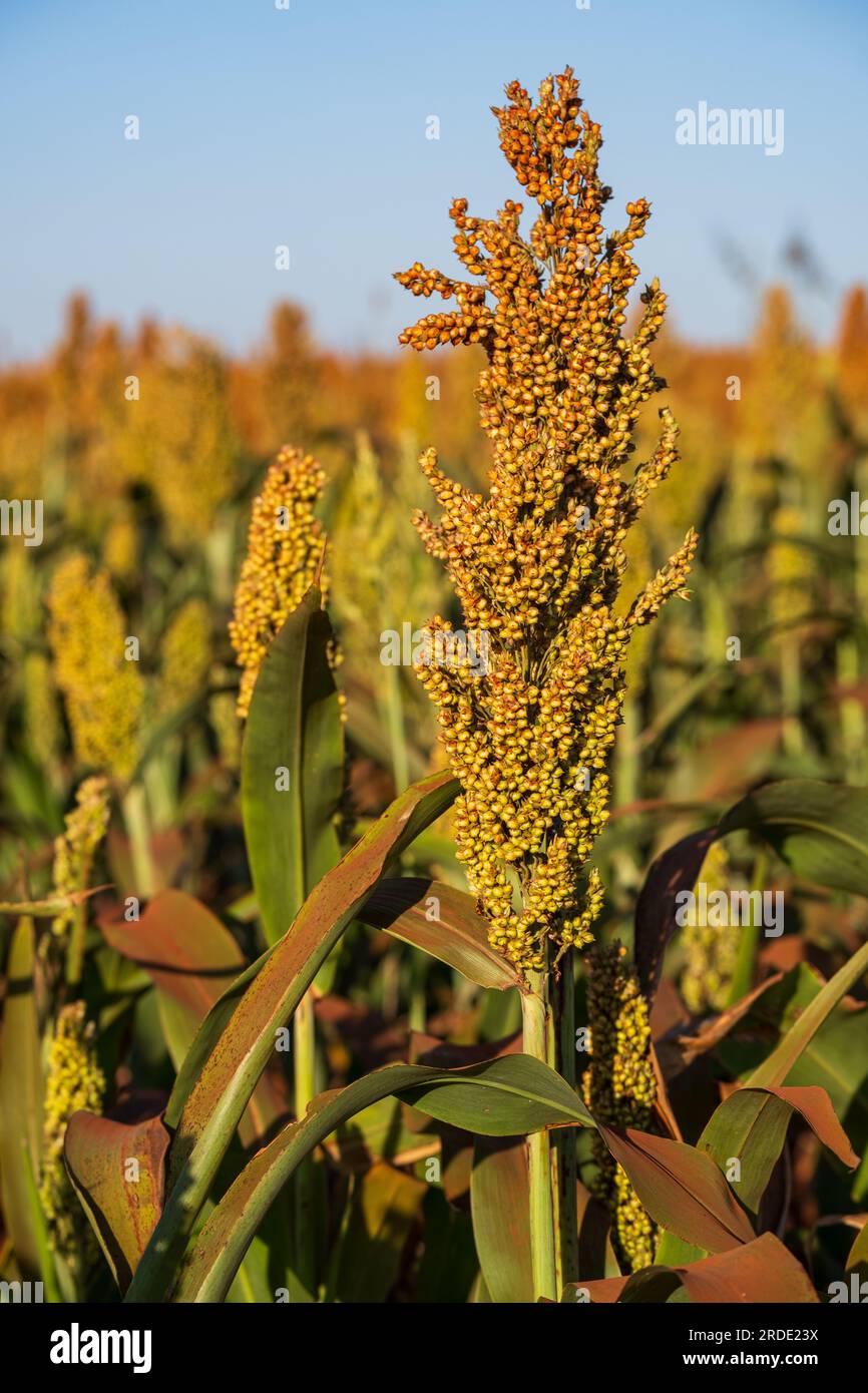 Sorghum farms hi-res stock photography and images - Alamy