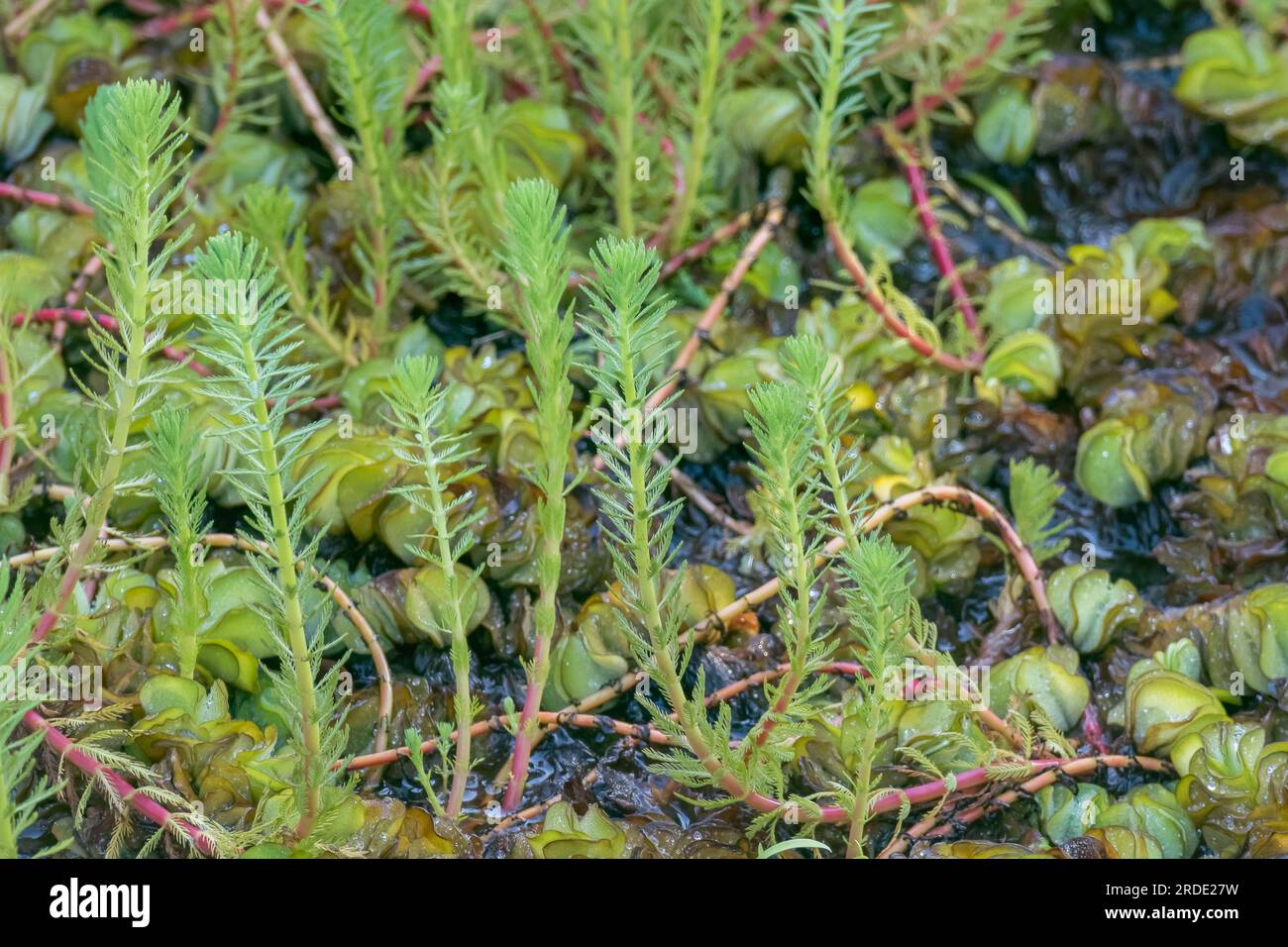 brazilian waterweed plants growing in water in a pond in summer outdoor Stock Photo