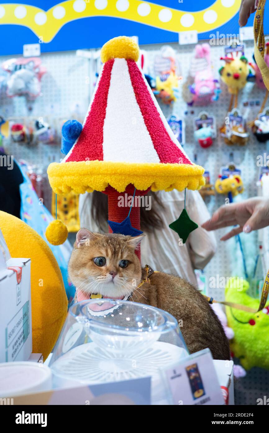British Shorthair cat in public Stock Photo Alamy