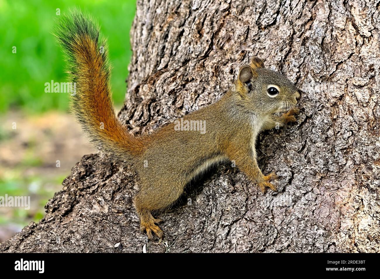 A red squirrel  Tamiasciurus hudsonicus, climbing a large spruce tree trunk in rural Alberta Canada. Stock Photo