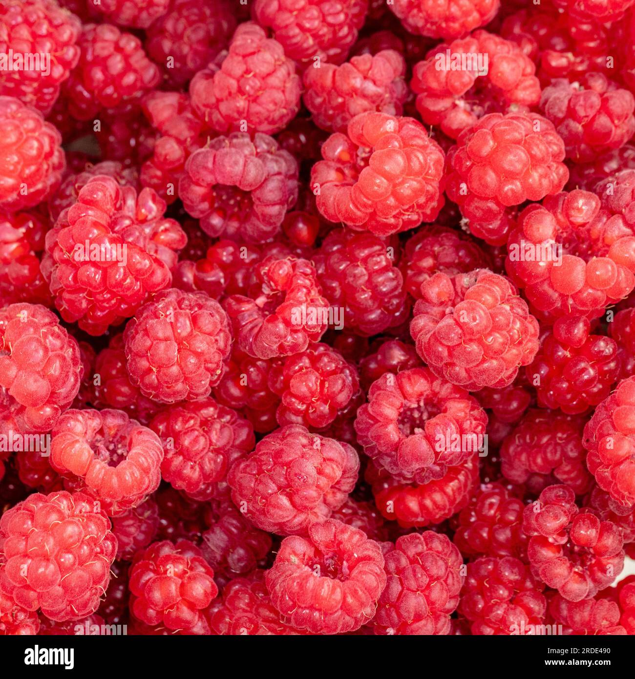 'Heritage' Raspberry, Hallon (Rubus idaeus) Stock Photo