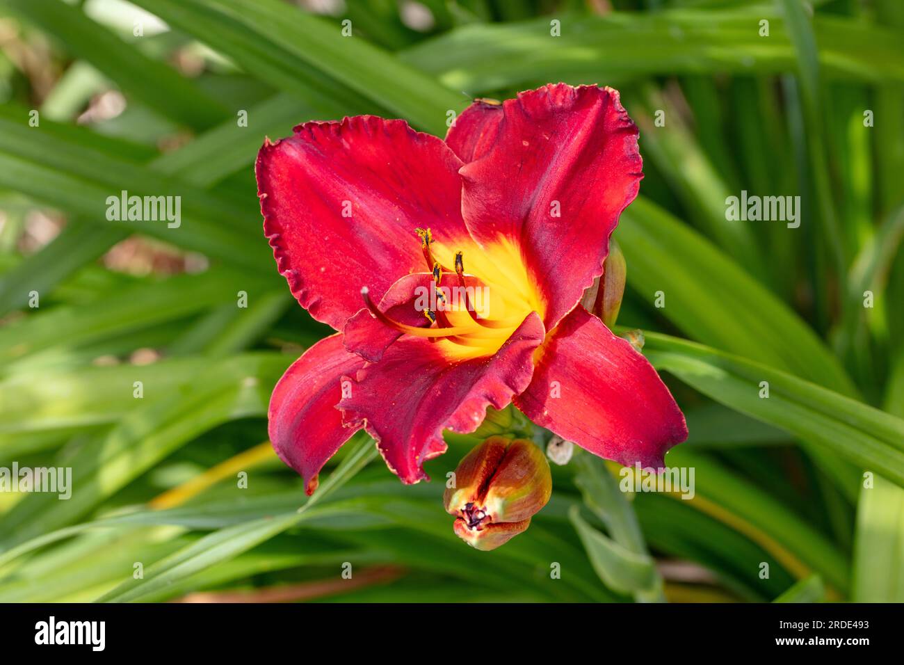 ‘Highland Lord’ Daylily, Daglilja (Hemerocallis Stock Photo - Alamy