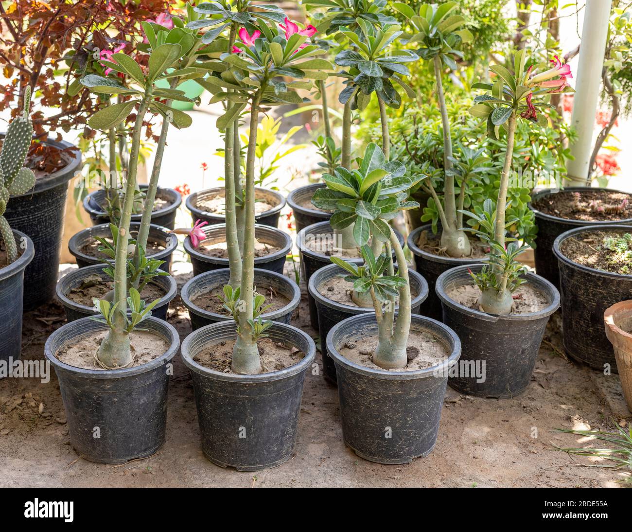 Adenium ornamental plants in plastic nursery pots for sale Stock Photo