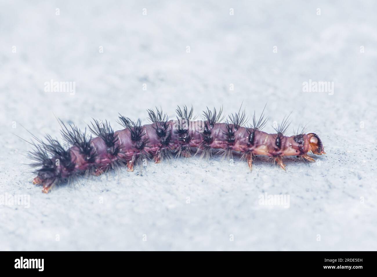 Black hairy nine-spotted moth caterpillar moving on floor. Stock Photo