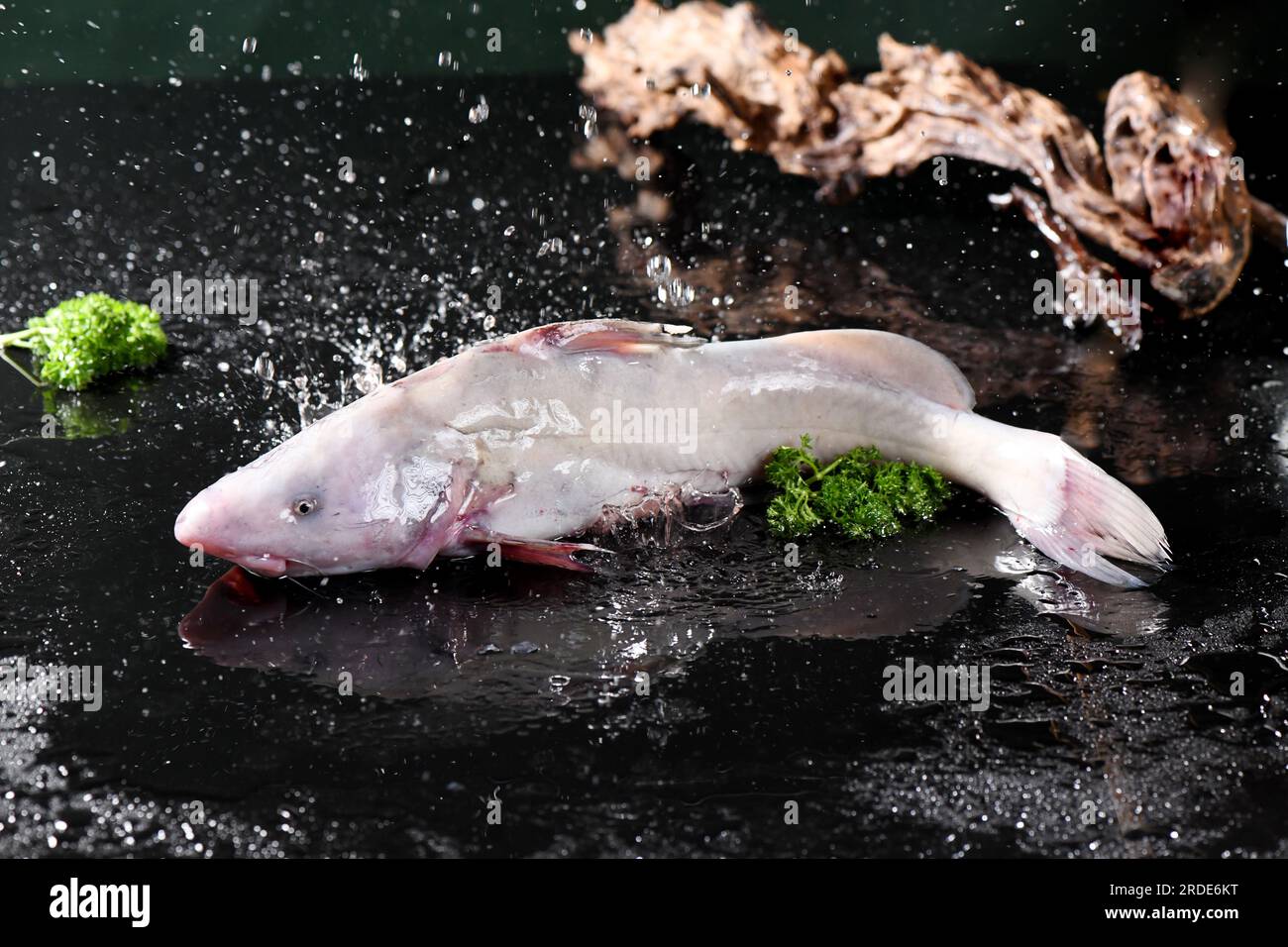 longnose catfish for hot pot use Stock Photo
