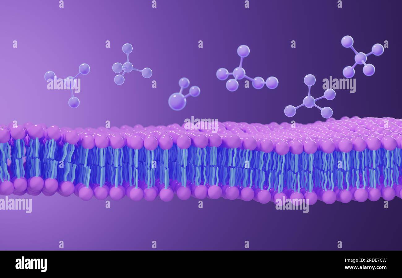 Cell membrane | Definition, Function, & Structure | Britannica