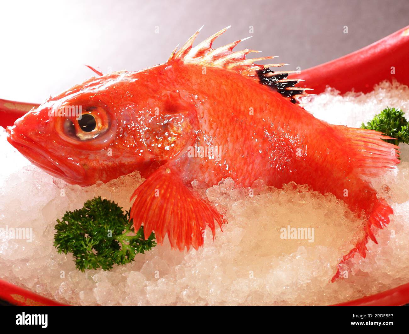 Golden Eye Snapper and Stripe Jack Sushi Stock Image - Image of life, rice:  160073867