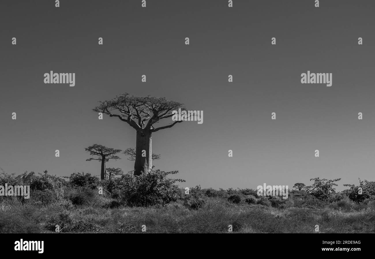 Beautiful Alley of baobabs. legendary Avenue of Baobab trees in
