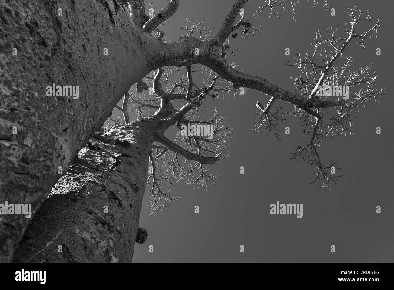 Beautiful Alley of baobabs. legendary Avenue of Baobab trees in