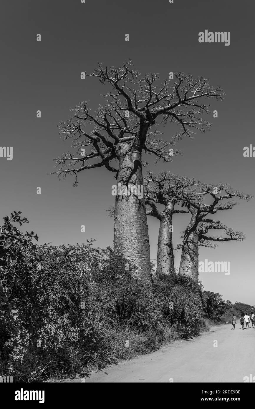 Beautiful Alley of baobabs. legendary Avenue of Baobab trees in