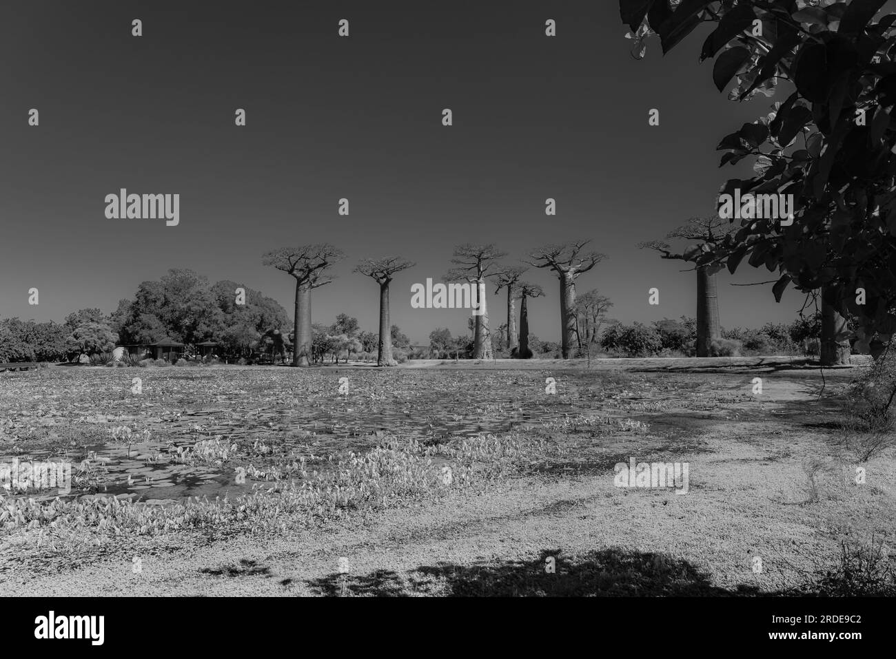 Beautiful Alley of baobabs. legendary Avenue of Baobab trees in