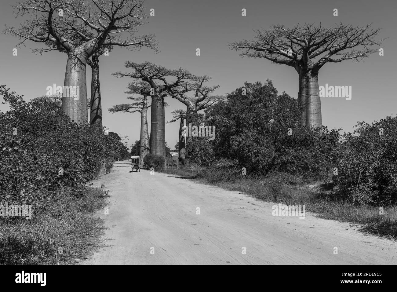 Back View of a bicycle rickshaw at the avenue with the Baobab trees ...