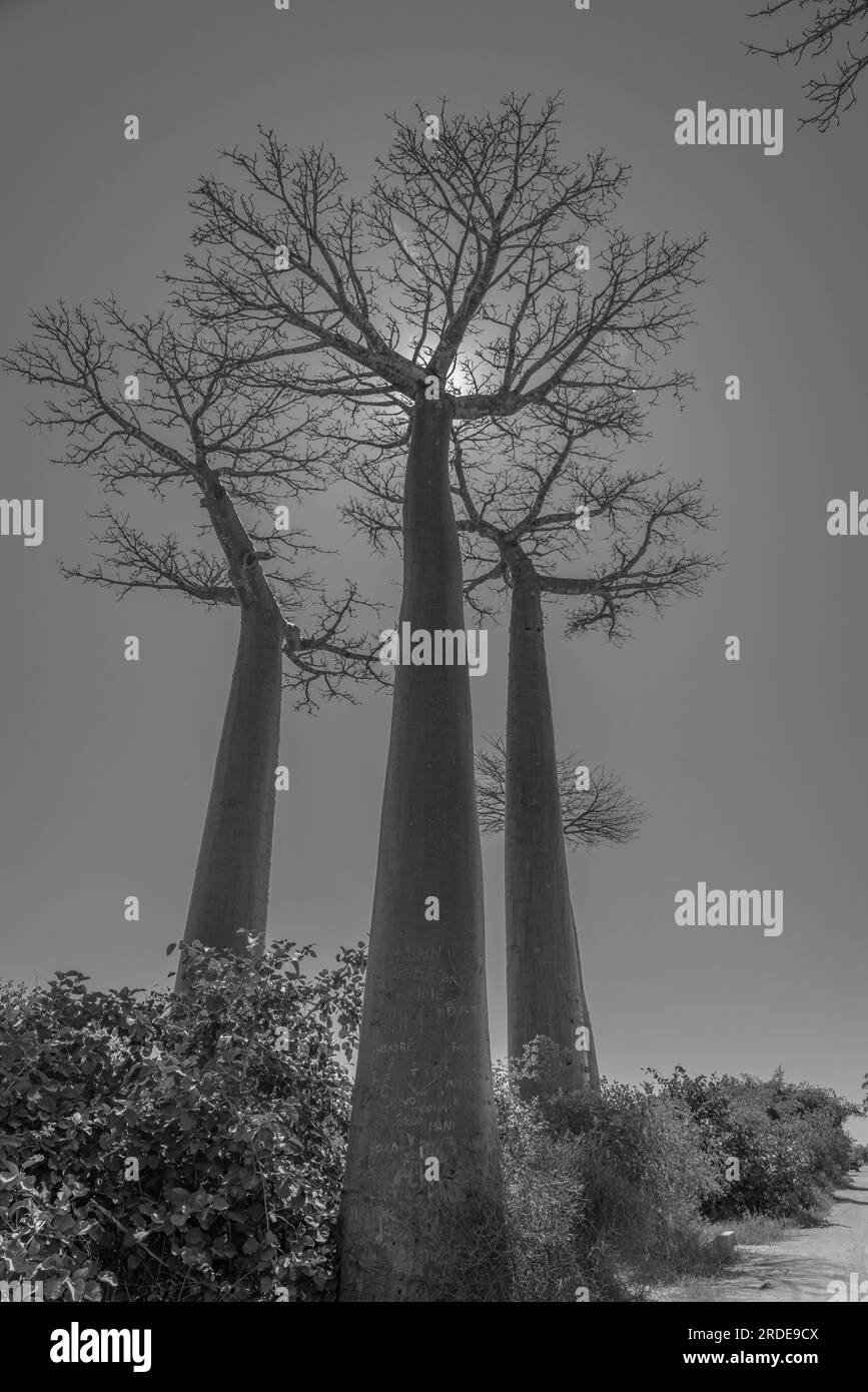 Beautiful alley of baobabs, three Baobab trees in Morondava, giant