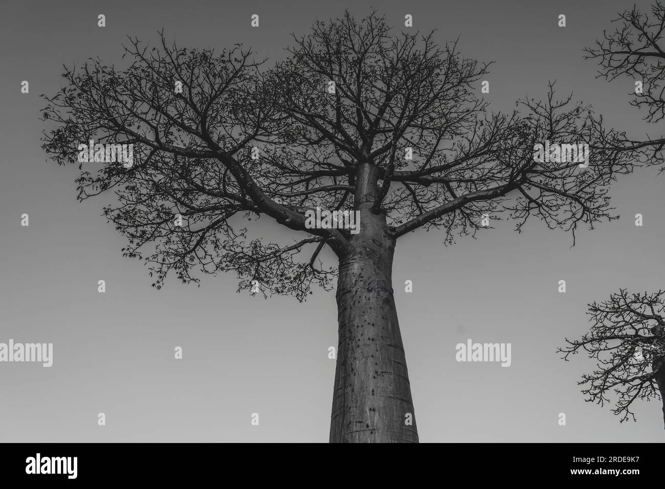 Single baobab at the legendary avenue of Baobab trees in Morondava