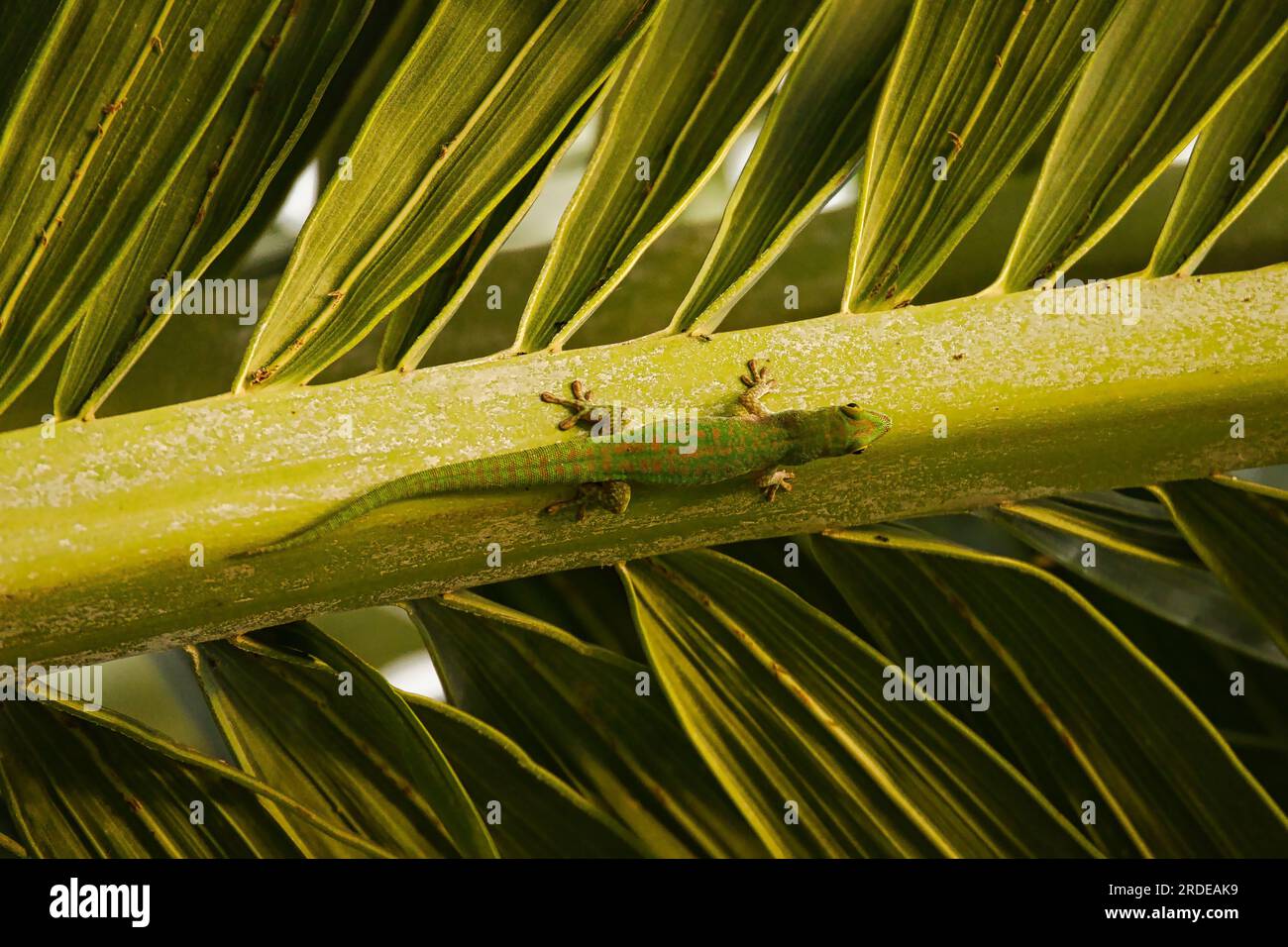 Green gecko on palm leaf, Mahe Seychelles Stock Photo
