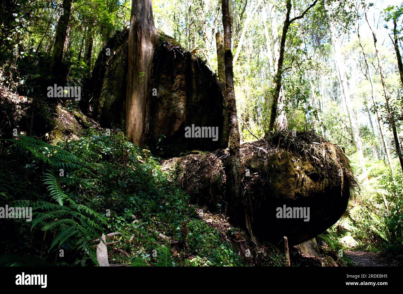Beware falling rocks in the forest! These boulders were hanging over the track to Amphitheatre Falls, near Noojee in Gippsland, Victoria, Australia. Stock Photo