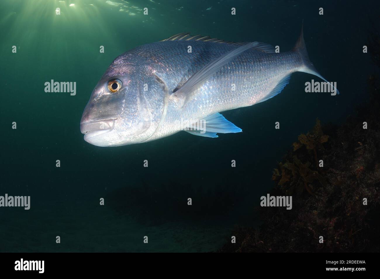 Large Australasian snapper Pagrus auratus above rocky reef covered with seaweeds in evening light. Location: Leigh New Zealand Stock Photo