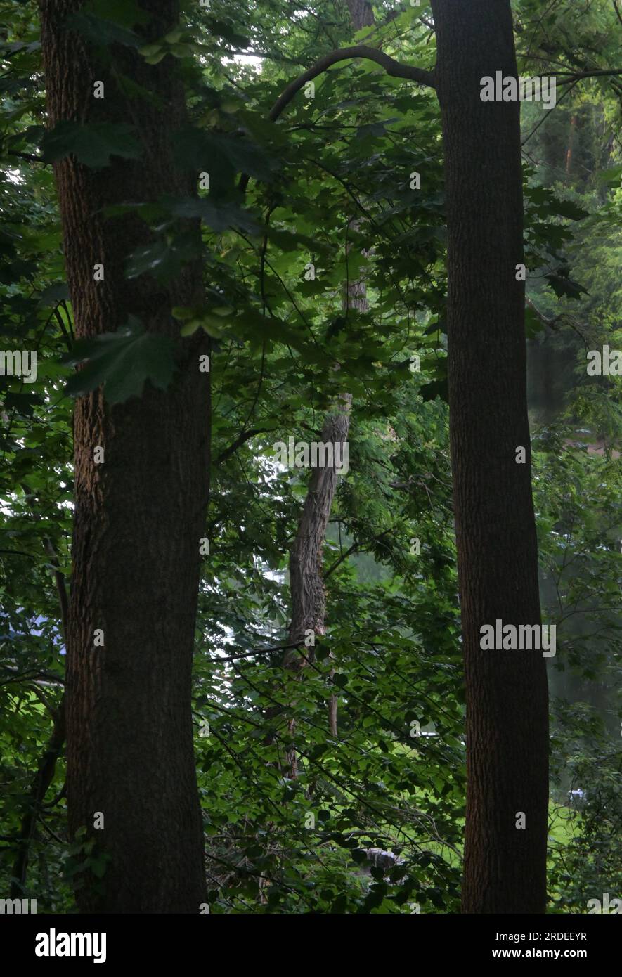 tree trunks and leaves Stock Photo - Alamy