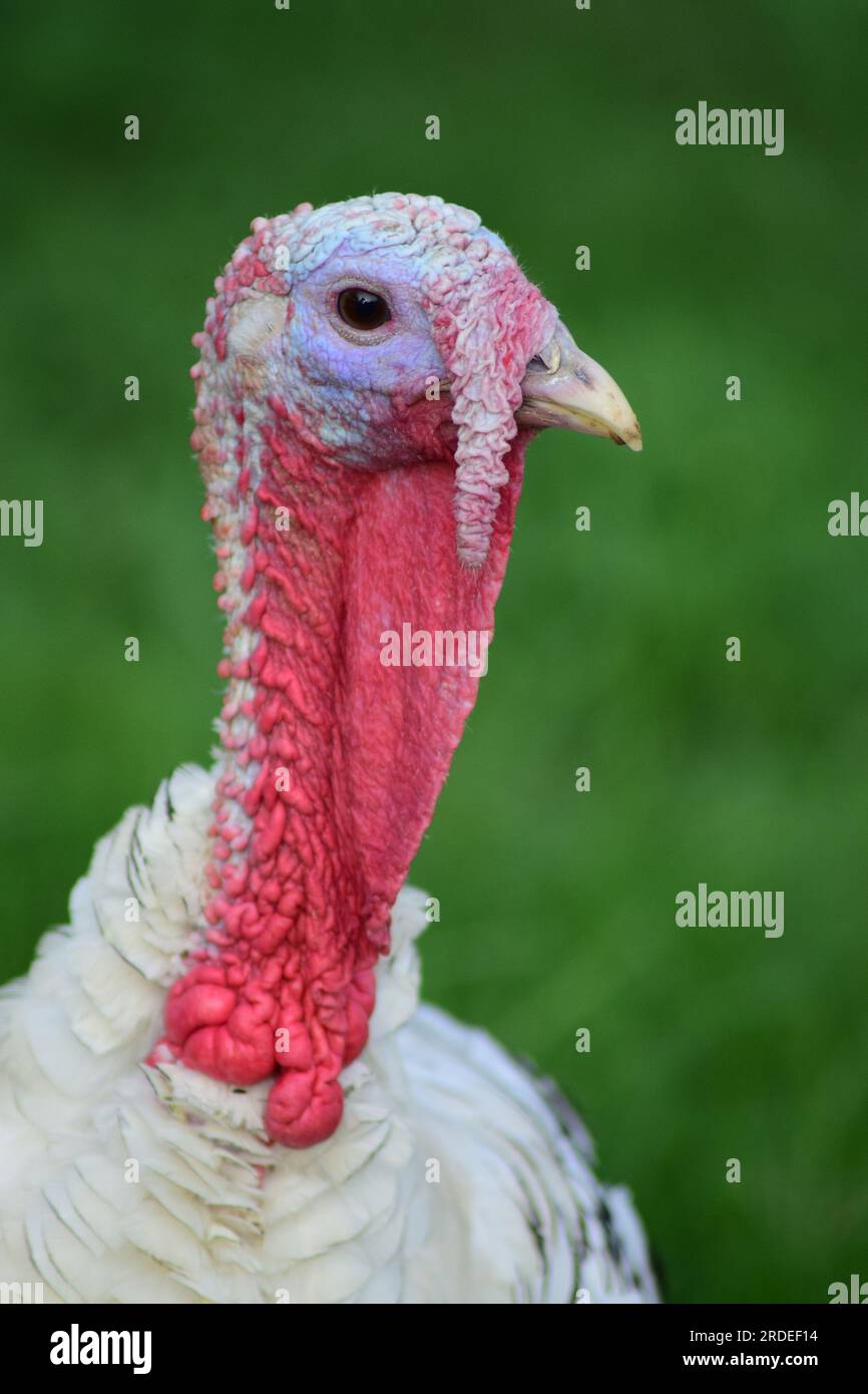 Turkey bird neck or head close up against a green grass background. Portrait of beautiful bird. Stock Photo