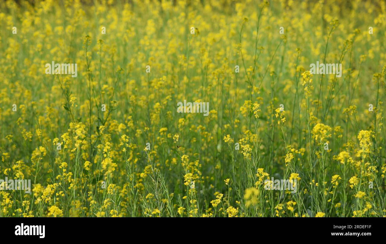 Mustard field flowers bloom. Winter season crop. Magnificent yellow flowers of crop