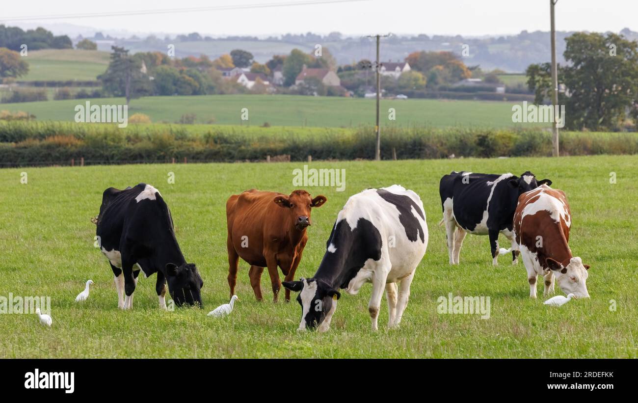 Dairy cows in field with Little Egrets [ Egretta garzetta ] following looking for food Stock Photo
