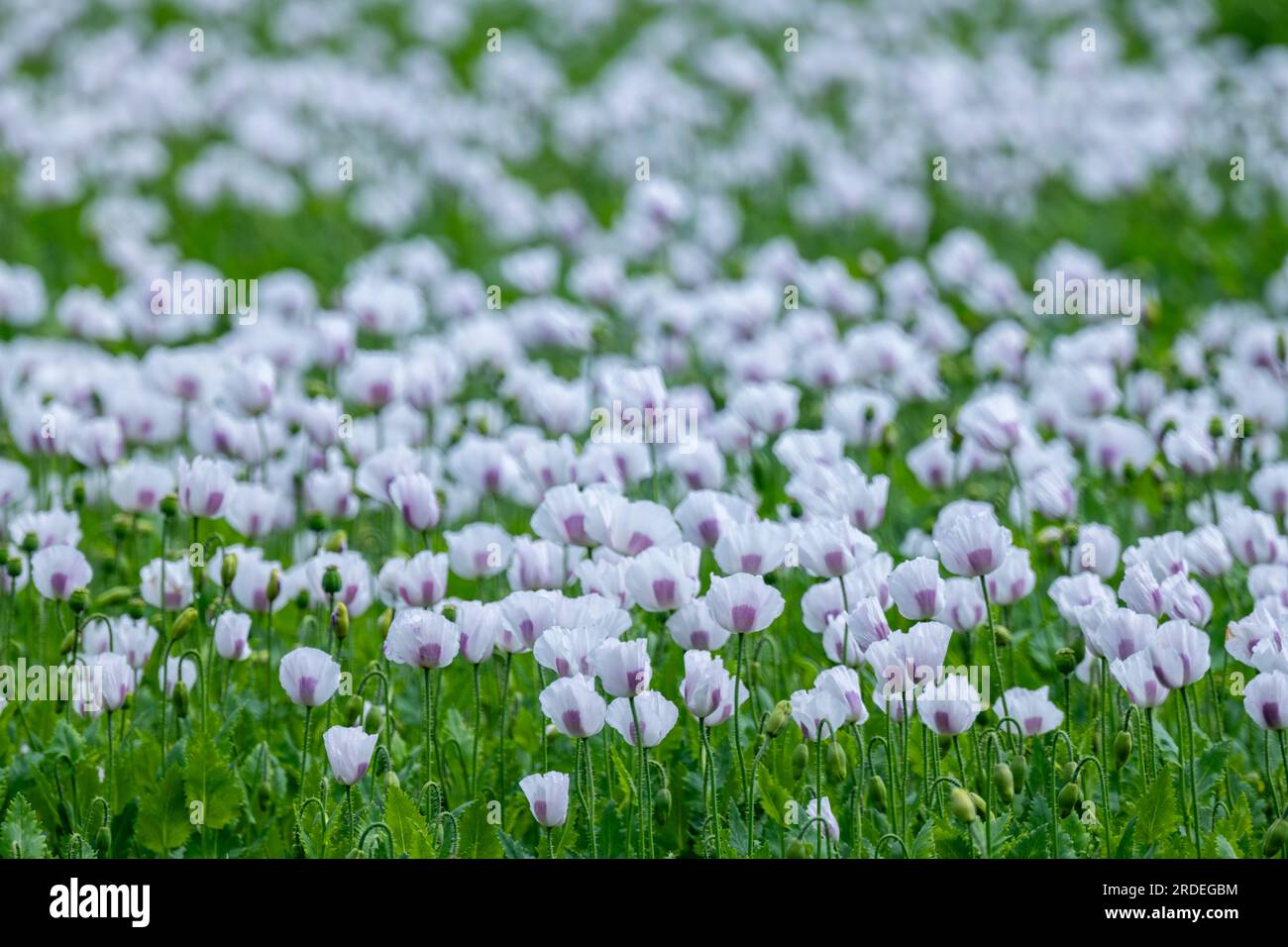 Lowick, UK. 19th July, 2023. Lowick. Northumberland. The scene near