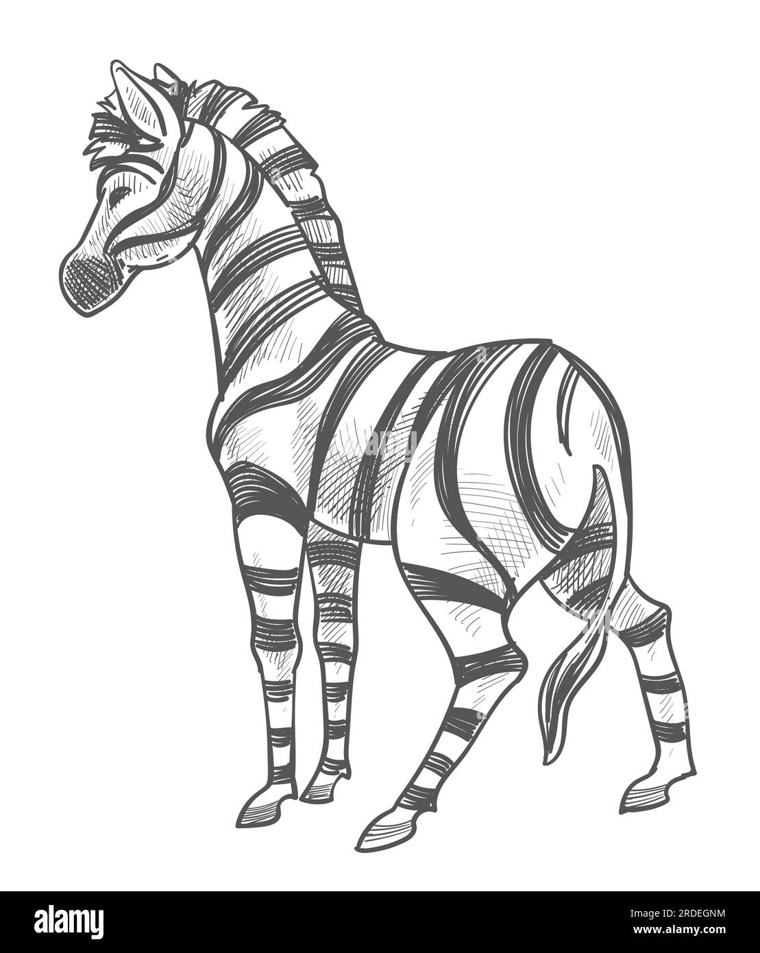 Zebra animal with stripes on fur monochrome sketch Stock Vector Image