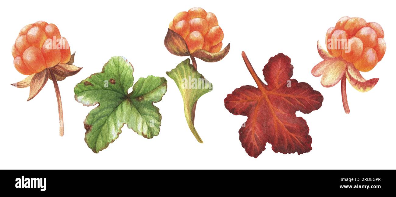 Watercolor set of illustration with sweet berries from forest. Berries, leaves and flower. Perfect for greeting cards, covers, prints, menus, patterns Stock Photo
